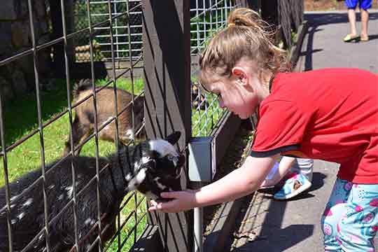 Ochsner Park Zoo Baraboo Goat Girl