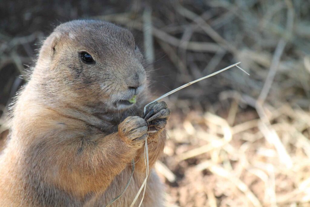 Ochsner Park Zoo prairie dog