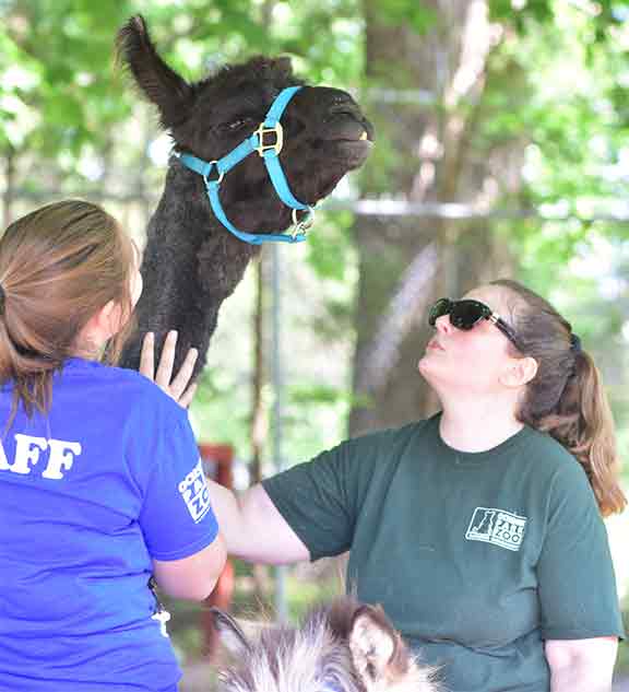 Ochsner Park Zoo Staff Greet Llama