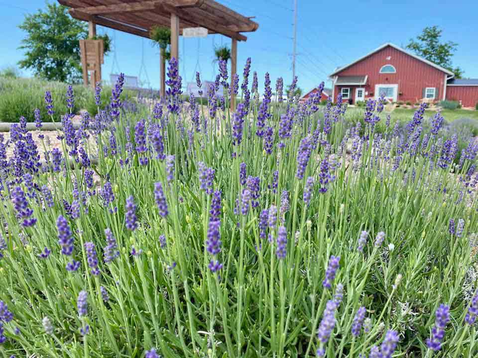 New Life Lavender & Cherry Farm