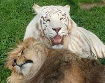 Lion And Tiger At Wisconsin Big Cat Rescue And Education Center In Rock Springs