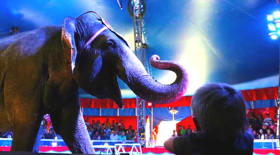 Big top show elephant and boy