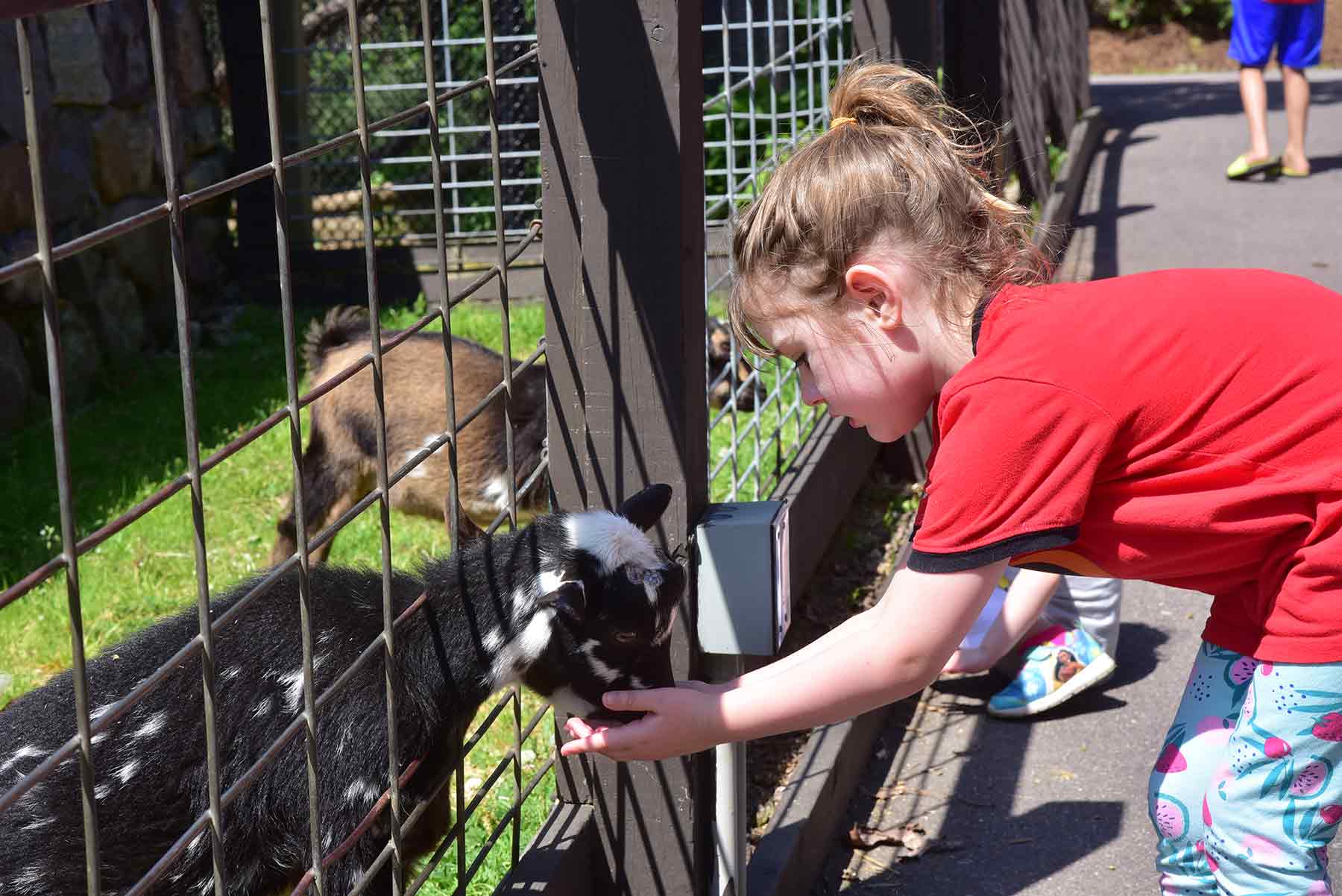 Girl Petting Goat At Zoo